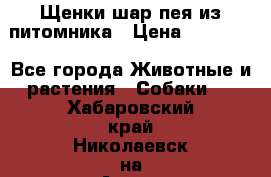 Щенки шар-пея из питомника › Цена ­ 15 000 - Все города Животные и растения » Собаки   . Хабаровский край,Николаевск-на-Амуре г.